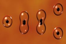 Concept Cell Division