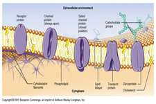 Concept Cell Membrane