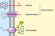 Concept Cell Transport