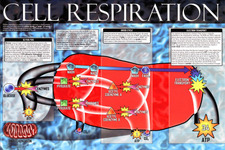 Concept Cellular Respiration
