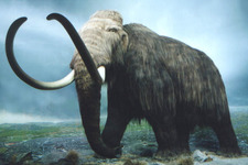 Concept Cenozoic Era - The Age of Mammals