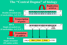 Concept Central Dogma of Molecular Biology