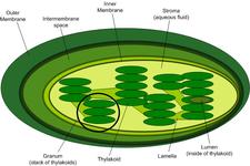 Concept Chloroplasts