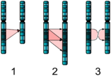 Concept Chromosomal Disorders