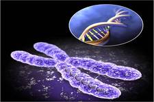 Concept Chromosomes