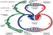 Concept Circulation and the Lymphatic System