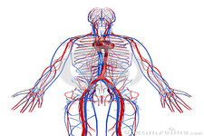 Concept Circulatory System