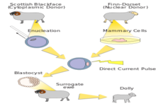 Concept Cloning