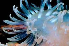 Concept Cnidarians