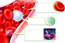 Concept Components of Blood