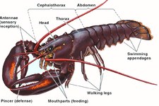 Concept Crustaceans