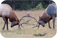 Concept Cyclic Behavior of Animals