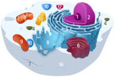 Concept Cytoplasm and Cytoskeletons
