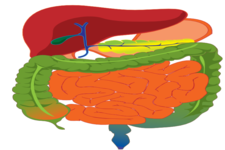 Concept Digestive System Organs