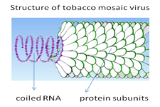 Concept Discovery and Origin of Viruses