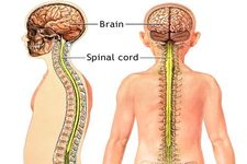Concept Diseases of the Nervous System