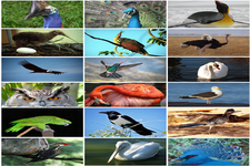 Concept Diversity of Birds
