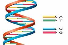 Concept DNA Structure and Replication