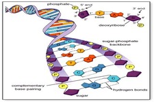DNA, the Genetic Material ( Read ) | Life Science | CK-12 Foundation image.