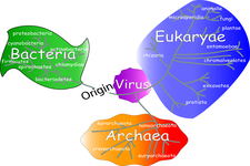 Concept Domains of Life