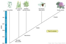 Concept Early Evolution of Plants