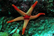 Concept Echinoderms