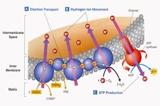 Concept Electron Transport