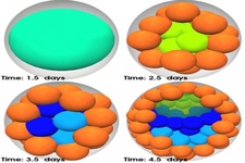 Concept Embryo Growth and Development