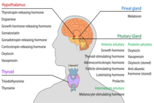 Concept Endocrine Glands and Hormones