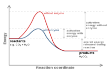 Concept Energy and Biochemical Reactions