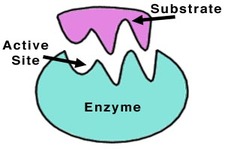 Concept Enzyme Function