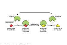 Concept Enzymes as Catalysts