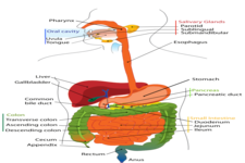 Concept Enzymes in the Digestive System