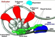 Concept Eukaryotic Gene Regulation