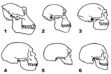 Concept Evidence for Evolution