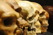 Concept Evolution and the Origin of Species