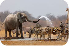 Concept Evolution of Animal Behavior
