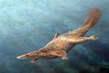 Concept Evolution of Early Mammals