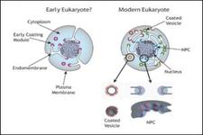 Concept Evolution of Eukaryotes