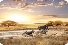 Concept Evolution of Modern Mammals