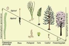 Concept Evolution of Plants