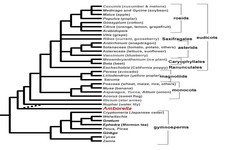 Concept Evolution of Seed Plants