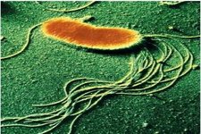 Concept Evolution of Simple Cells