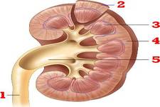 Concept Excretion