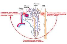 Concept Excretory System Diseases