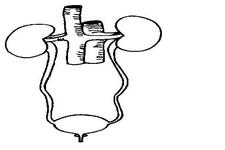 Concept Excretory System Problems