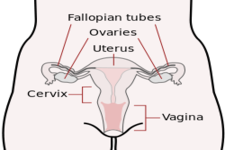 Concept Female Reproductive Development