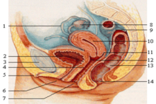 Concept Female Reproductive Structures