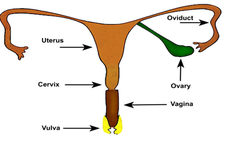 Concept Female Reproductive System