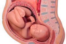Concept Fetal Development and the Placenta